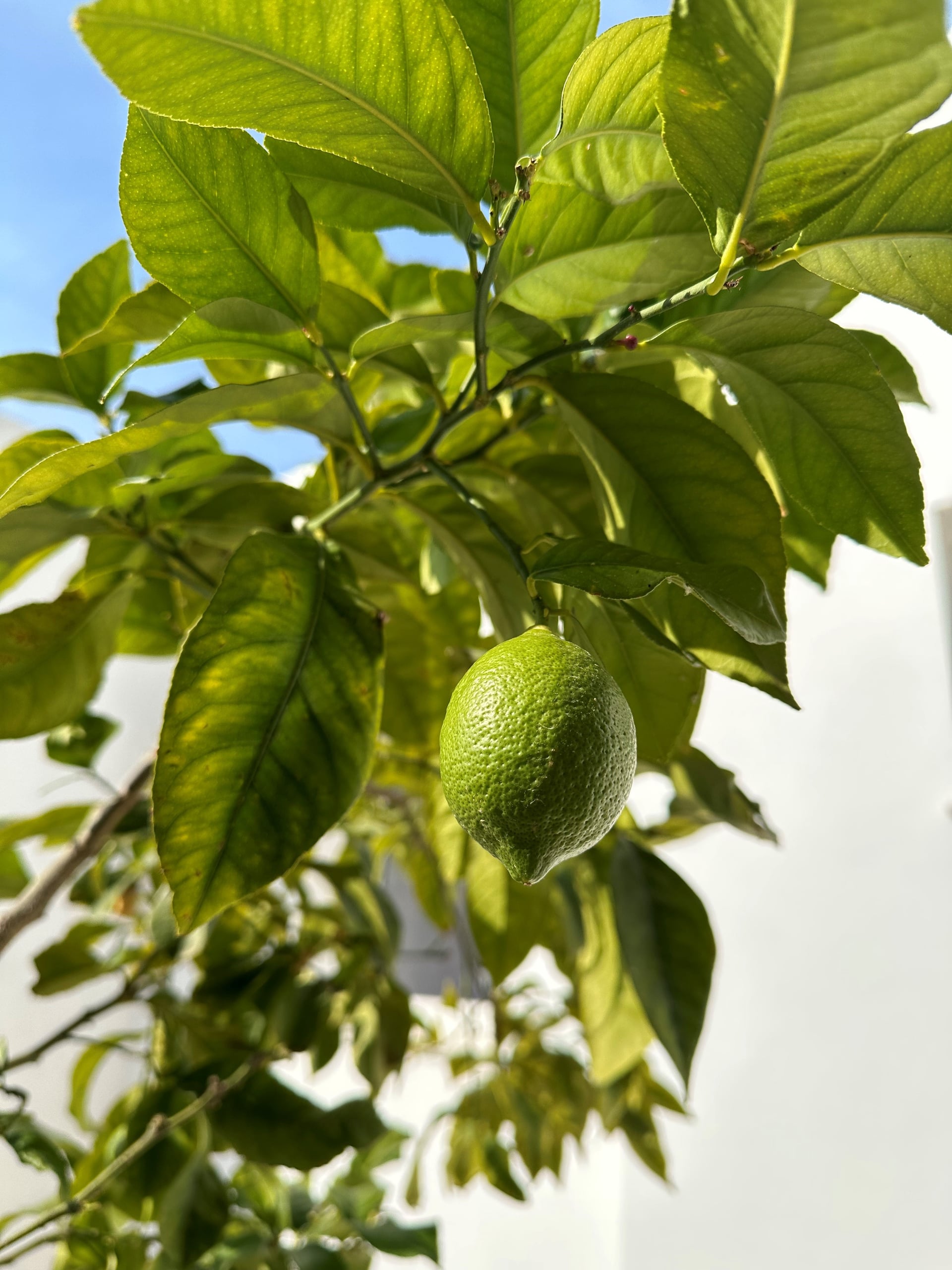 Lemon tree in garden
